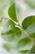 Impressum Blaetter Fotolia